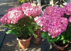 Hydrangea macrophylla Zaffiro / Kerti hortenzia rózsaszín